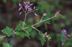 Lasiopetalum floribundum