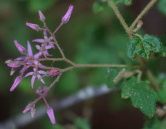 Lasiopetalum floribundum
