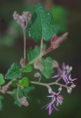 Lasiopetalum floribundum