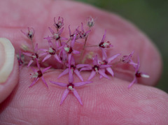 Lasiopetalum floribundum