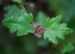 Lasiopetalum floribundum