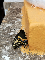 Papilio polyxenes asterius