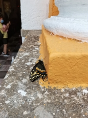 Papilio polyxenes asterius