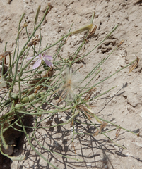 Antistrophus pisum
