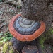 Fomitopsis mounceae - Photo (c) Claire O'Neill,  זכויות יוצרים חלקיות (CC BY-NC), הועלה על ידי Claire O'Neill