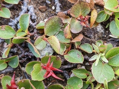 Salix herbacea