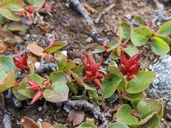 Salix herbacea