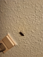 Heterogaster urticae
