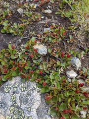 Salix herbacea