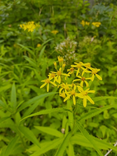 Image of Jacobaea litvinovii by no rights reserved