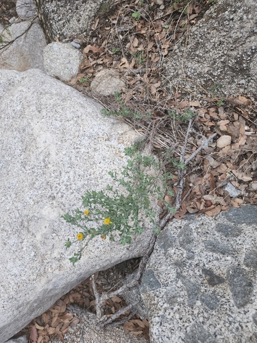 Image of Heterotheca fulcrata by (c) Trevor Harding, some rights reserved (CC BY)