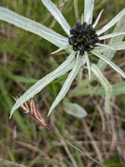 Omalotheca norvegica