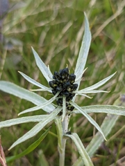 Omalotheca norvegica