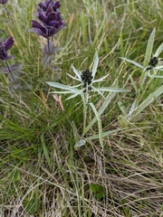 Omalotheca norvegica