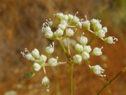 Representative image of Pimpinella villosa