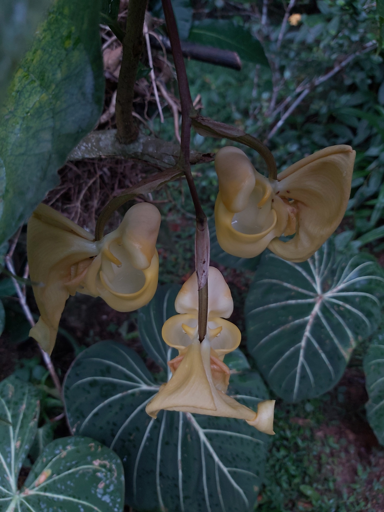 Coryanthes panamensis Schltr.
