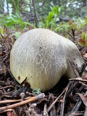 Chlorophyllum agaricoides