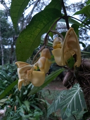 Coryanthes panamensis