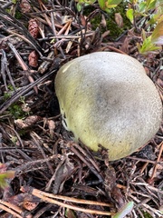 Chlorophyllum agaricoides