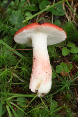 Russula pseudopeckii