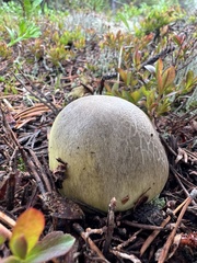 Chlorophyllum agaricoides