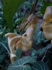 Coryanthes panamensis