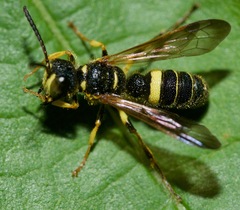 Cerceris atramontensis