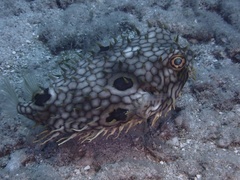 Chilomycterus antillarum