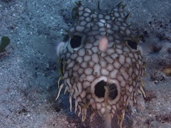 Chilomycterus antillarum