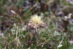Castilleja hyperborea