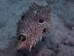 Chilomycterus antillarum