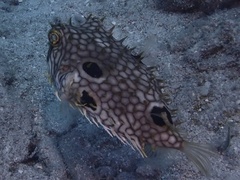 Chilomycterus antillarum