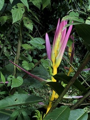 Heliconia aemygdiana