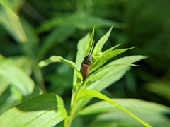 Hemicrepidius decoloratus