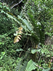 Heliconia aemygdiana