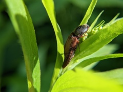 Hemicrepidius decoloratus