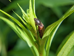 Hemicrepidius decoloratus
