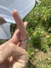 Mesostenus thoracicus