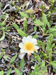 Dryas alaskensis