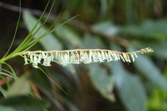 Dracophyllum secundum