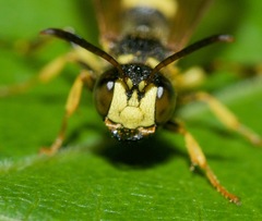 Cerceris atramontensis