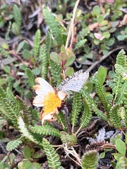 Dryas alaskensis