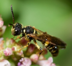 Cerceris atramontensis