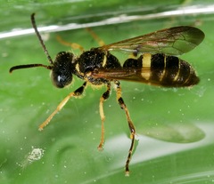 Cerceris atramontensis