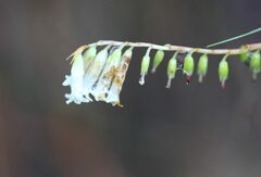 Dracophyllum secundum