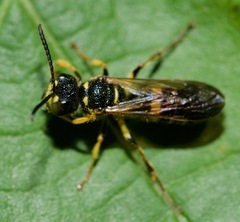 Cerceris atramontensis