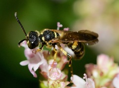 Cerceris atramontensis