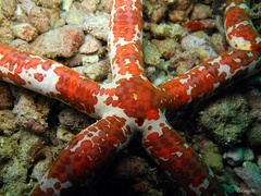 Leiaster glaber