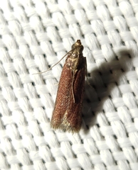 Varneria postremella