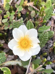 Dryas alaskensis